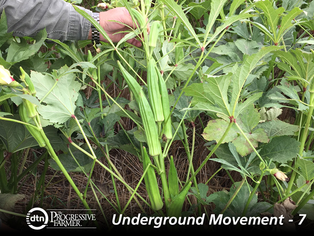 Okra&#039;s tough, fast-growing stalks can help cover croppers capture and hold snow cover during the winter. (Photo courtesy of Keith Berns)